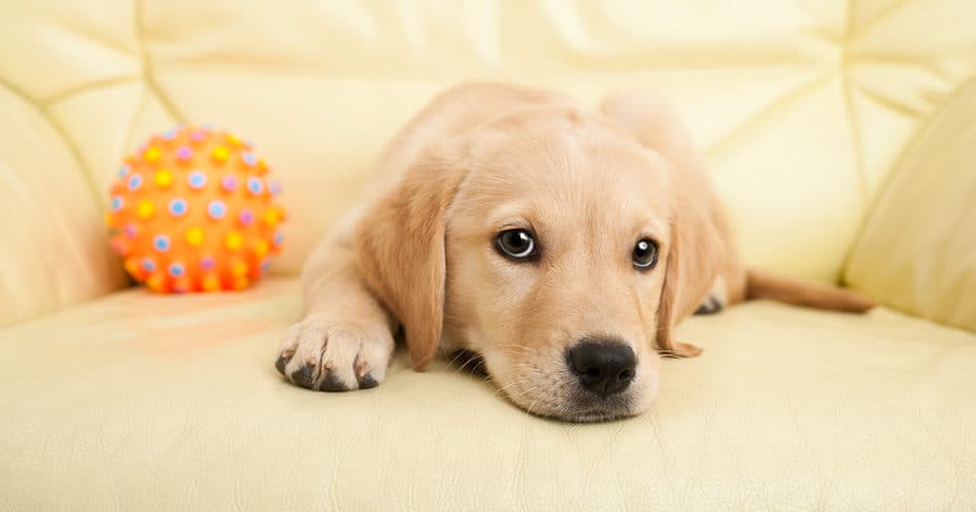 Mastering Sit Stay Command Training Phoenix for a Well-Behaved Dog