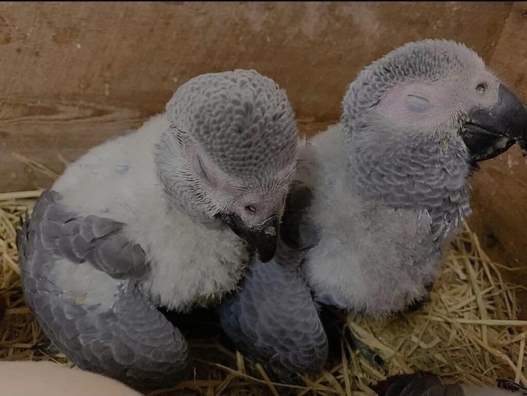 Exotic Birds – 100% Delivery Guarantee Amazing Birds Farm