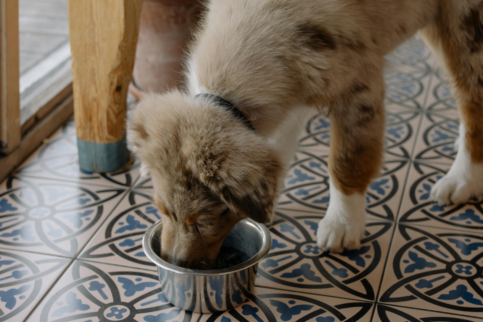 20 Tips to Understand How Much Does Farmers Dog Cost Before Subscribing