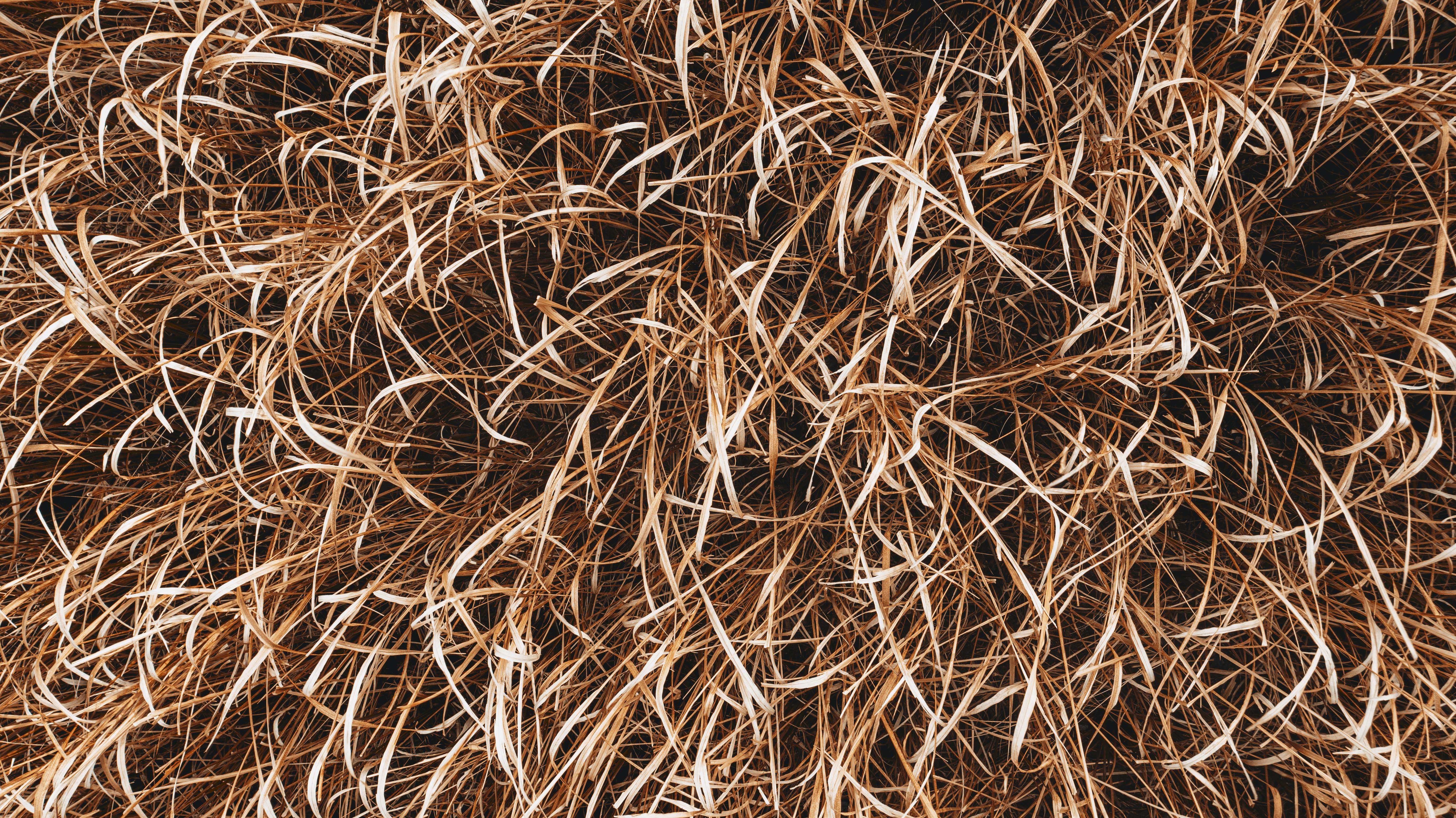 Eco-Friendly Wood Shavings from Sustainable Sources