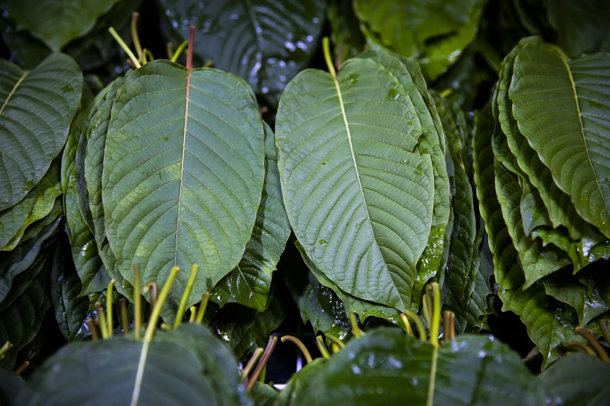 Fresh Kratom Leaf Tea Thailand – Tradition in Every Cup