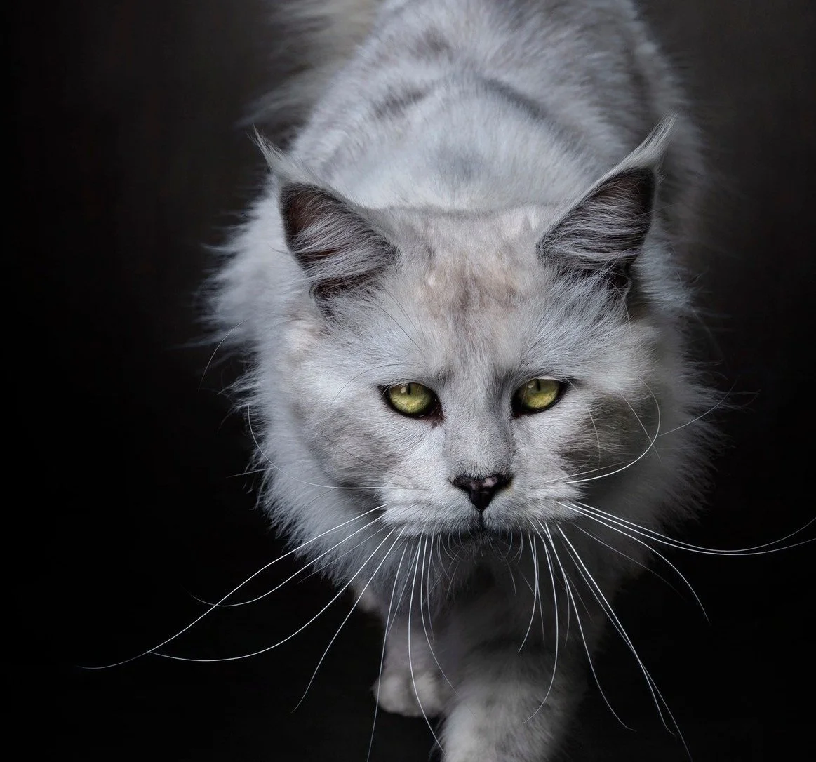 Purebred Maine Coon Kittens for Sale – Home Raised with Love