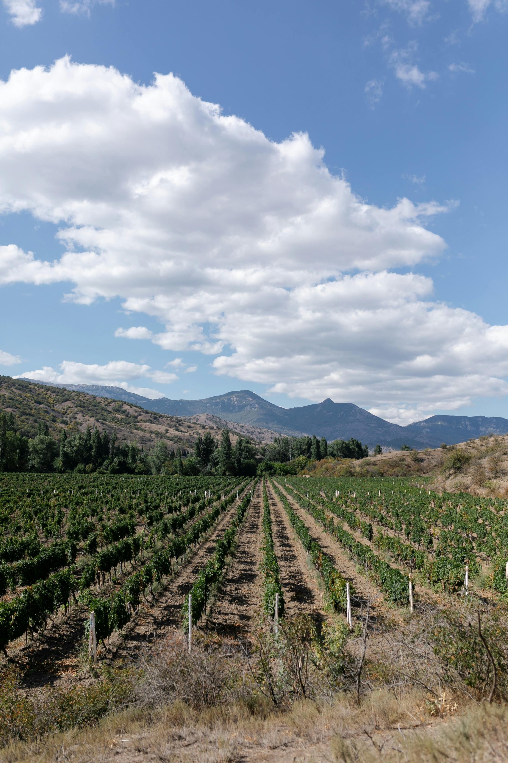 A Complete Guide to Sacramento Wineries and Their Unique Flavors