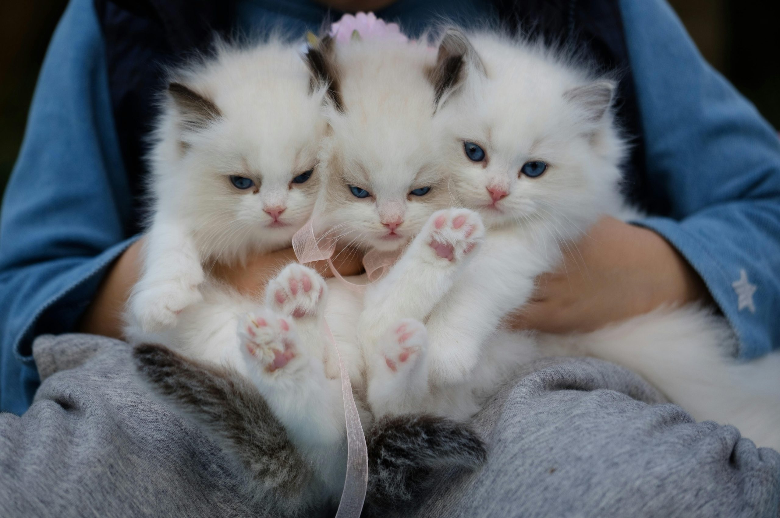 Pedigreed Maine Coon Kittens for Sale Northern California Cat Lovers Trust